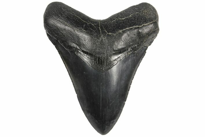 4.56" Fossil Megalodon Tooth - South Carolina